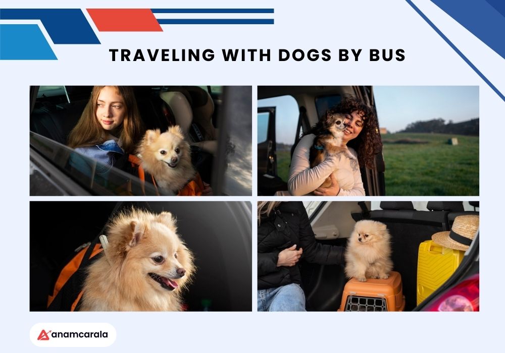 Traveling With Dogs by Bus