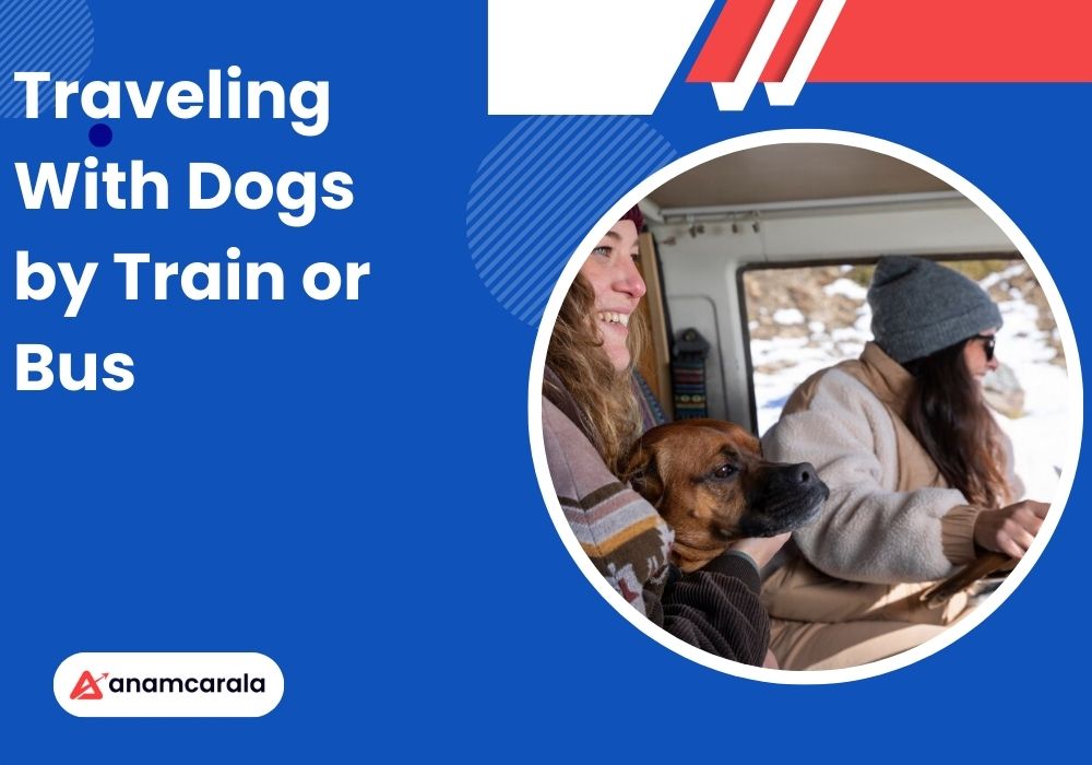Traveling With Dogs by Train or Bus