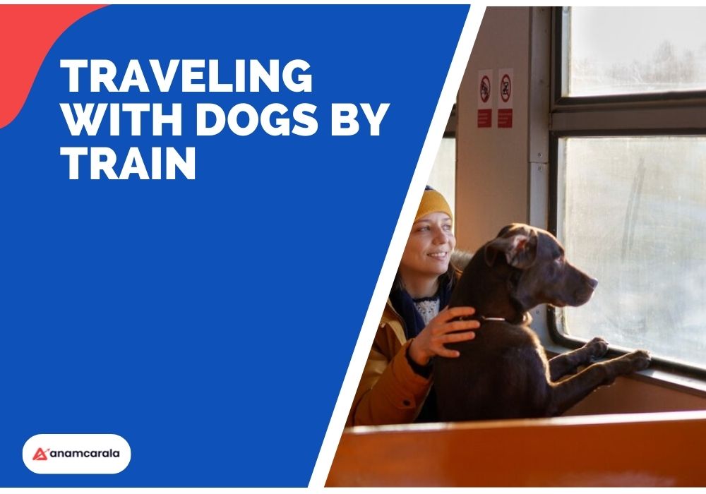 Traveling With Dogs by Train